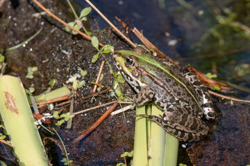 Close up shot of a Marsh Frog, pelophylax ridibundus, in a pond