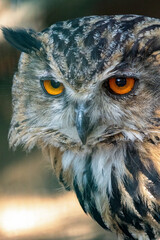 Close up of a Tawny Owl, Strix aluco