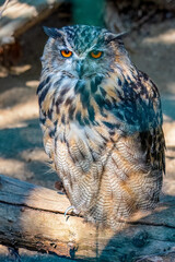 Close up of a Tawny Owl, Strix aluco