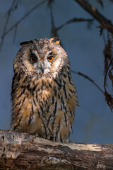 Close up of a Long Eared Owl, Asio otus