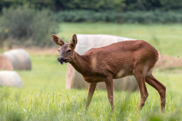 Female Red Deer, cervus elaphus, eating fresh grass