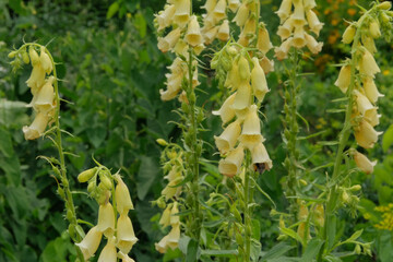 Digitalis grows in meadow. Gardening. Yellowflowers blooming. Cottage garden.