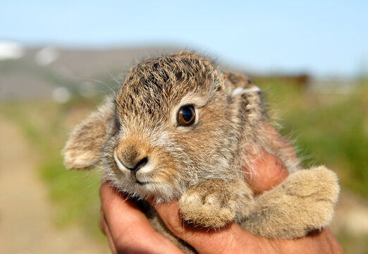 portrait of leveret in the hand