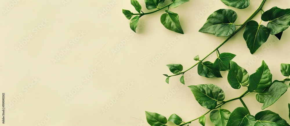 Poster a leafy vine intertwining with a leaf providing a natural backdrop in the copy space image