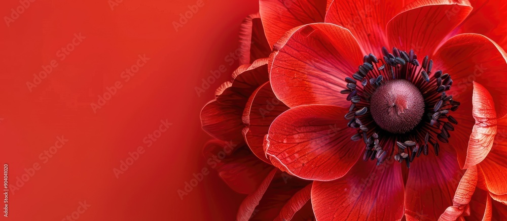 Poster circular red flower with copy space image