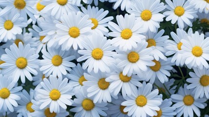 Many daisies closeup, side lighting to show the delicate texture of flowers. Neural network ai generated art