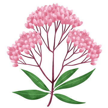 フジバカマ」の写真素材 | 1,988件の無料イラスト画像 | Adobe Stock