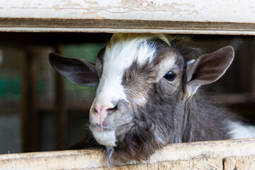 goat on the farm