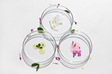 Petri dishes with cosmetic products and plant parts. Natural skin care concept, laboratory research