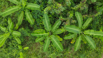 Aerial top view of green trees, texture and background,view from above.