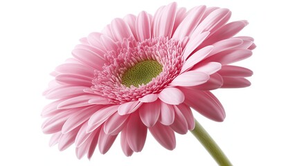 one single pink gerbera daisy flower on white background