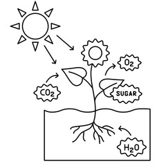 Autotroph illustration