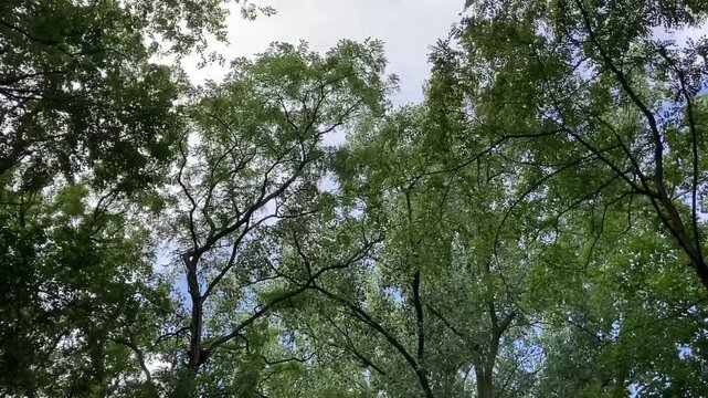 wind blowing trees in the forest