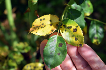 Woman's hand showing rose leaf with symptoms of fungal disease. Black spot of rose, caused by...