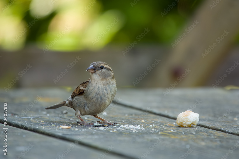 Canvas Prints female house Sparrow passer domesticus perched on a table with bread