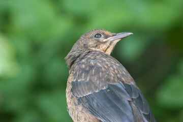 close up portrait of a female Blackbird Turdus merula with a blurred green background