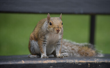 Squirrel Staring at the Camera