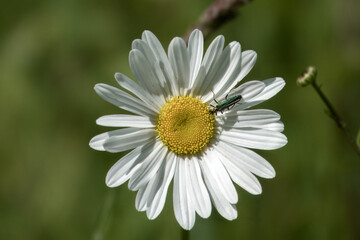 swollen thighed false blister beetle on a ox eye daisy flower with a blurred green background