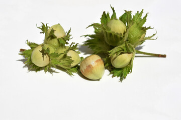 Unripe hazelnuts on white background, copy space for text