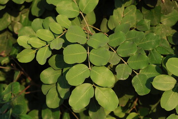 carob tree (Ceratonia siliqua L) leaves