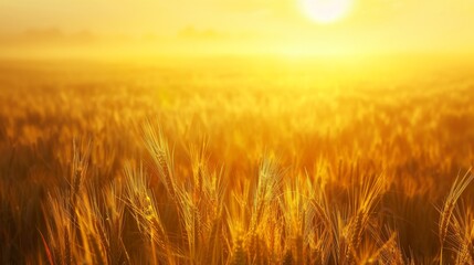 Obraz premium A vibrant golden wheat field bathed in the warm glow of the sunrise, showcasing the beauty of nature and the abundance of a bountiful harvest on a sunny morning.