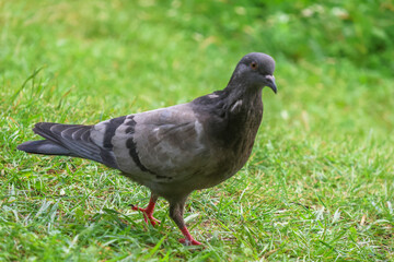 Close up of pigeon walking on grass