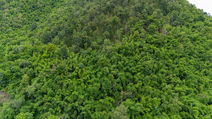 Aerial view of green tree forest, tropical forest in summer, natural background.
