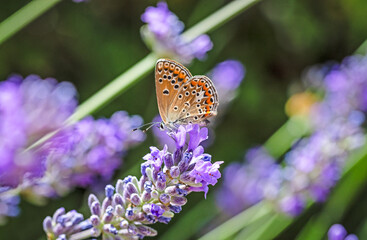 Polyommatus icarus