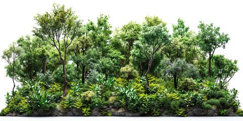 Lush green forest scene with various trees and dense foliage exhibiting vibrant greenery. Ideal for nature and botanical themes.