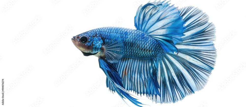 Poster betta splendens a blue siamese fighting fish swims against a white backdrop suitable for a copy spac