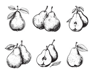 Set of pears vector illustrations - hand drawn pears - black and white pears isolated on white background