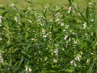 The sesame flowers have bloomed