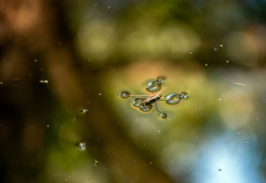 Water skeeter on dark green moody water