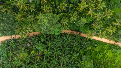 Aerial view of Green Forest, Winding road through the forest, Holiday and Travel.