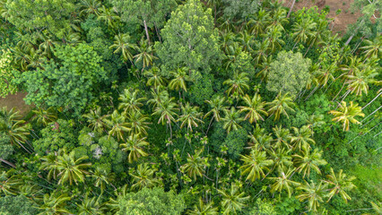 Aerial view of green tree forest, tropical forest in summer, natural background.