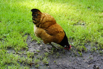 Vorwerk chicken foraging, Hanover, Germany.


