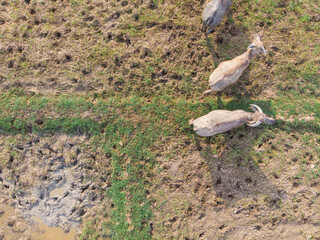 Group of baffalo in paddy rice plantation aerial view