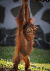 Baby orangutan orangutans  © badrudin