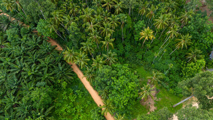 Aerial view of Green Forest, Winding road through the forest, Holiday and Travel.