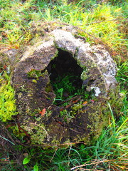 Stack of cut tree logs, in bright and vivid colors