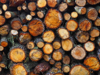 Stack of cut tree logs, in bright and vivid colors