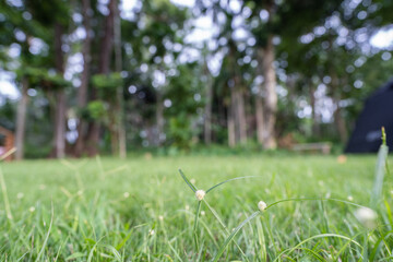 lawn against green grass, a natural background.