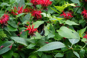 red flowers in the garden