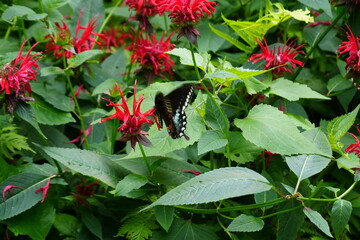 red flowers in the garden