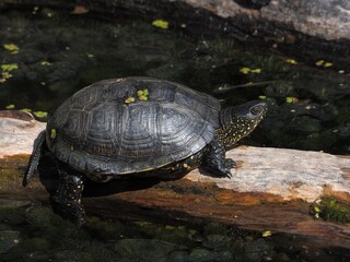 European Pond Turtle / Sumpfschildkröte