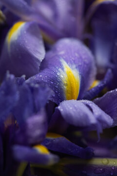 background of close up of a purple iris flowers with waterdrops