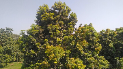 Fototapeta premium Mango tree mangoes plant fruit mangotrees orchard mangifera indica sindhri mangoplants garden with green leaves mangueira aam darakht manguier arbol-mango fruit-bearing, image stock photo 