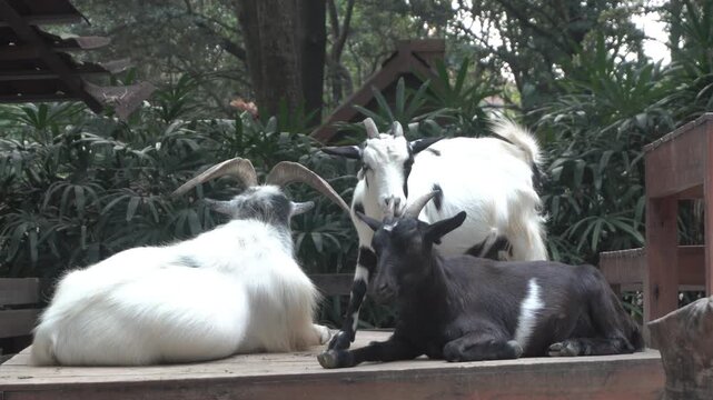 The Kiko is a breed of meat goat originating from New Zealand. Kiko comes from the Māori word for meat.