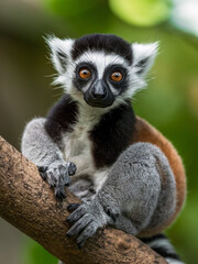 Cute baby Verreaux's sifaka lemur in its natural habitat
