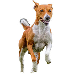 Dog running straight on camera isolated on white background at full speed on competition